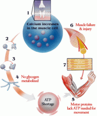 McArdle disease (muscle glycogen phosphorylase deficiency)