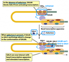 -GAL4 = transcriptional activator protein
-galactose metabolism
-several zinc fingers
-binds to enhancer: UASg (upstream sequence) 
-GAL4 binding to UASg activates transcription and galactose is metabolized

-GAL80 regulates GAL4:
-if galactose ...