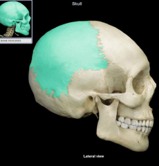 posterolateral skull bilaterally