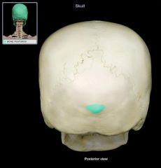 Under posterior base of the skull on occipital bone