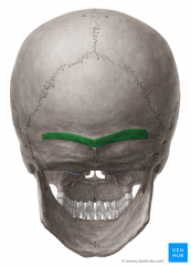 1-2 inches on the occipital bone either side of protuberance