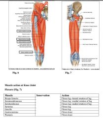 A sh*itload of muscles flex the knee joint. What are they all innervated by?