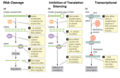 -involves miRNAs (microRNAs) and siRNAs (small interfering RNAs)
-four mechanisms of interference:
1. RNA cleavage
2. inhibition of translation
3. inhibition of transcription
4. slicer-independent degradation of mRNA