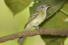 pale eye; pale lore; yellow underparts; yellow wing margins