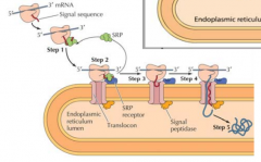 Á medida que a proteína é sintetizada pelo ribossoma uma péptido-sinal surge. Este é reconhecido pela SRP(signal recongnition particle). A SRP acompanha o complexo(ribossoma + proteína) para a membrana do retículo, onde se liga a um recep...