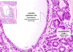 Two layers
- Cuboidal epithelial cells (secretory cells) - lumenal layer
- Myoepithelial cells (modified smooth muscle cells) - outer layer