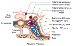 - Drains from eye and superficial cortex → cavernous sinus
- Cavernous sinus drains → internal jugular vein