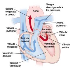 Estenosis pulmonar
Cabalgamiento de aorta
CIV
Hipertrofia ventricular derecha