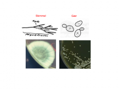 Filamentiøs "skimmel/mould":
- Danner hyfer (grenede filamenter)
- Mange hyfer sammen = mycelium

Gær:
- Encellede ovale/kugleformede kolonier
- Større end bakterier
- Har "ar" efter knopskydning