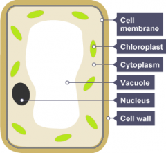 PLANT CELL 
A plant cell has 6 key parts
