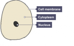 ANIMAL CELL
An animal cell has three key parts