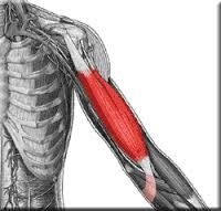 Upper arm, between shoulder and elbow
Helps control the motion of shoulder and elbow  