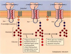 Ao mesmo tempo que se dá a translocação do oligossacarídeo para o interior do lúmen do RE e  com ajuda de enzimas o oligossacarídeo é transferido no interior do retículo para uma proteína. Fica ligada a N-acetilglucosamina a uma moléc...