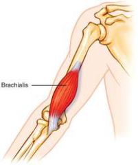 Lies under the lower section of the Biceps Brachii 
Aids in flexion of the elbow joint  