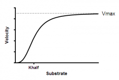 Substrate binding to a macromolecule promotes substrate binding.
Tense state (bottom, substrate affinity is low), relaxed state (slope, substrate impacts rate) & saturated (Vmax, top)