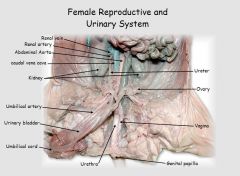 uterus (uterine body, uterine horn), ovary, oviduct, vagina, urogenital sinus