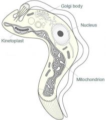 Kinetoplast are a mass of DNA within mitochondria.  


Example: Trypanosoma, which causes African Sleeping Sickness.