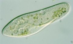 Use cilia to move & feed.  Has two nuclei: Macro for everyday control of the cell micro for reproduction. 


Example: Paramecium