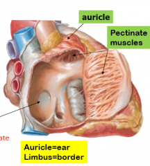 rigid muscles on the anterior wall of the heart