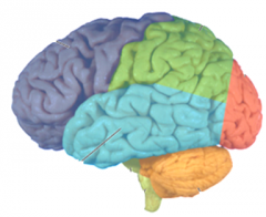 Name the dark blue lobe at the rostral end of the lateral cerebral cortex.