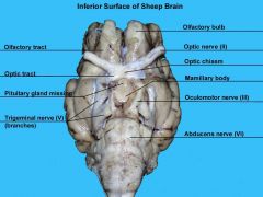 cranial nerves:
-olfactory (olfactory bulbs)
-optic (optic chiasma)
-oculomotor (near midline, beyond optic chiasma)

pig:
-vagus nerve (near esophagus)
-brachial plexus (bundle of nerves in armpit)