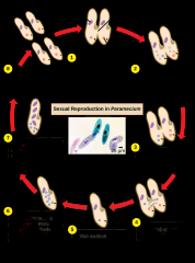 Supergroup: SAR
Kingdom: Alveolata
Phylum: Ciliophora
Member: Paramecium

1) Two cells come together (both macro and micro nuclei are diploid). 
2) The micronuclei of both undergo meiosis.
3) Three micronuclei in each cell disintergrates and the r...