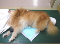 Which one of the following postures is this dog demonstrating?
a) Decerebrate
b) Decerebellate
c) Schiff-Scherington
d) LMN disease
e) UMN disease