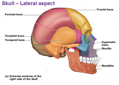 mandible, maxilla, frontal, zygomatic, temporal, parietal, occipital