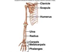 scapula, clavicle, humerus, radius, ulna, carpals, metacarpals, phalanges