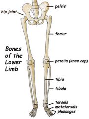 os coxae, femur, tibia, fibula, patella, calcaneous (heel), tarsals, metatarsals, phalanges