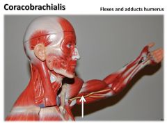 corocobrachialis

musculocutaneous nerve (C5-8)

flexion (C5-7)
adduction (C6-8) of shoulder

**PRACTICAL HINT: musculocutaneous nerve pierces corocobrachiallis. also origin is on COROCOid process

