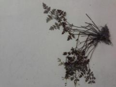 small leaves, opposite, odd pinnate, a ton of steams (look kind of grassy without leaves)