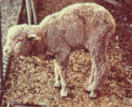 This sheep is seen- abnormal posture, gait, hunched, stiff, weak, froth at mouth, red urine- cause?
