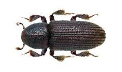 Western Balsam Bark Beetle