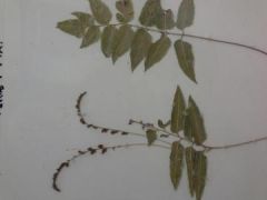 Assymetric leaf base, serrate edges, veins pointed more towards apex, spore sticks