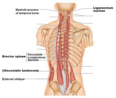 bundle of muscles and tendons in back
Functions to straighten the back and provides for side-to-side rotation  