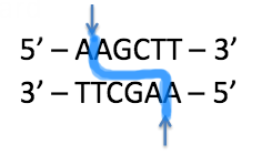 -restriction enzymes: endonucleases that are used to cut DNA strands at specific sites
-specific sites: usually palindromic sequences 4-6 bp long
-cuts can be staggered or blunt