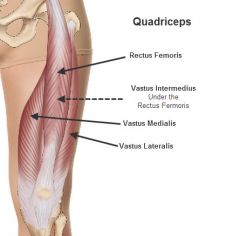 Group of muscles on front of thigh
Main function: extension of the knee
Also: move the hip, prevent the knee from buckling