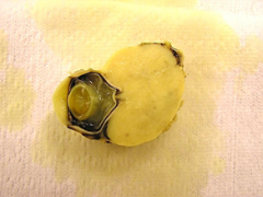 tissue from 8 yo SF lab that underwent unilateral enucleation of the eye for exopthalmos.  mdx? 