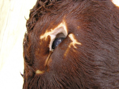 tissue from newborn crossbreed male calf with arthrogryposis of all four limbs. mdx?