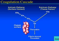 Intrinsic pathway = surface contact with ECM, activating factors leading to factor 10 activation

Extrinsic pathway = tissue factor (7) released from within endothelium with damage, also activates factor 10.

Prothrombin > thrombin, fibrin > f...