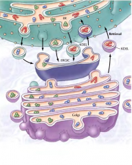 Permite que quando estão em vesículas de transporte para o complexo de Golgi, sejam recicladas(recuperação seletiva de proteínas do RE), no complexo intermedio(CIRG) ou no complexo de Golgi.