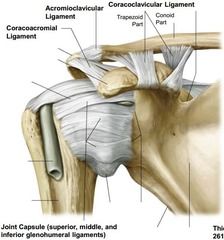 name acromioclaviclar ligament
coracoclavicular ligament
coracoid process
acromion
corocoacromion