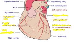 Left coronary artery
