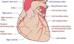 Posterior descending artery

posterior left ventricular branches

Usually dominant (supplies posterior descending artery)