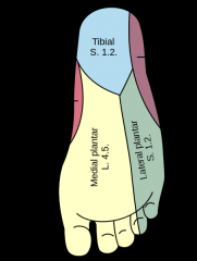 The medial and lateral plantar nerves arise from which nerve?