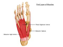 This first later of muscles in the bottom of the foot do what?