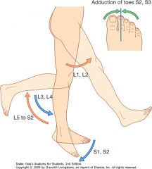 The muscles that perform the ADDUCTION action lie in which area of the foot?