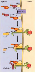 Primeiro a proteína ARF1-GDP liga-se a proteínas na membrana do complexo de Golgi e há a troca de GDP por GTP. O complexo ARF/GTP inicia a formação da vesícula recrutando proteínas adaptadoras como a GGA, que servem de locais de ligação ...