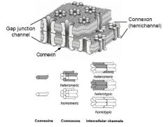 Gap Junction Contents:


     - many Gap Junction channels


 


     - 2 Connexons


 


     - 2 Connexins